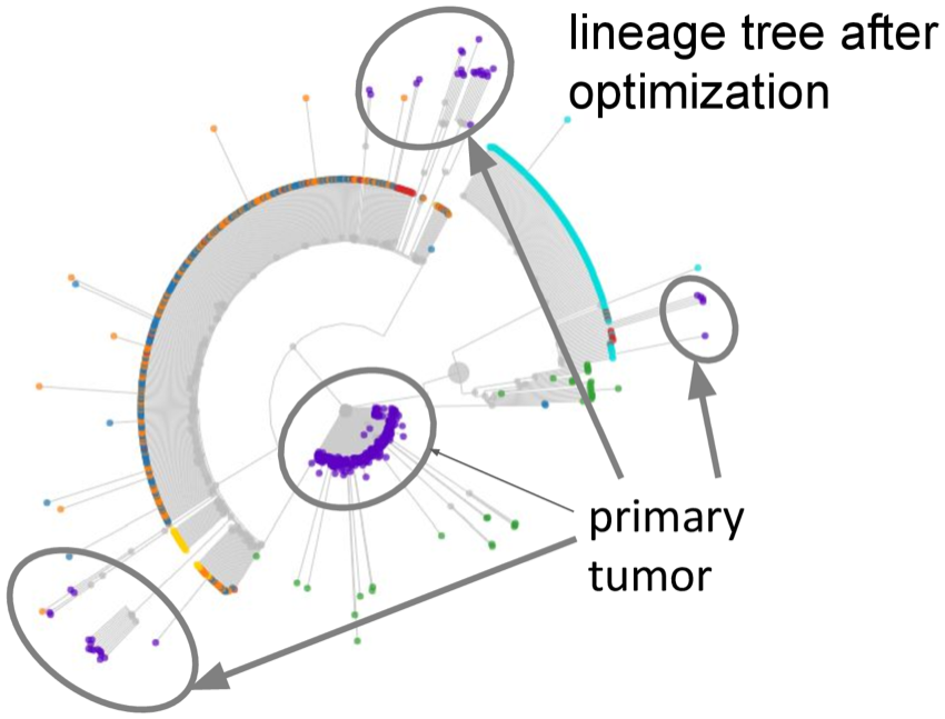 Annotated radial lineage tree after PORCELAN optimization, with the primary tumor and metastatic clades circled
